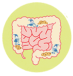 腸内のイラスト 腸内のイラスト